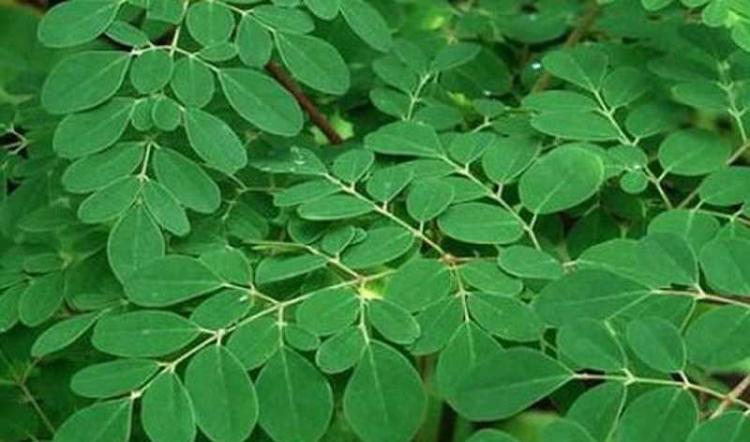 Beberapa Manfaat Daun Kelor yang Belum Kalian Tahu