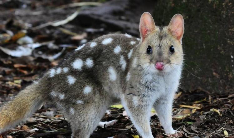 Quoll Jantan, Marsupial Asal Australia ini Rela Mati Kelelahan Biar Nggak Melewatkan Musim Kawin