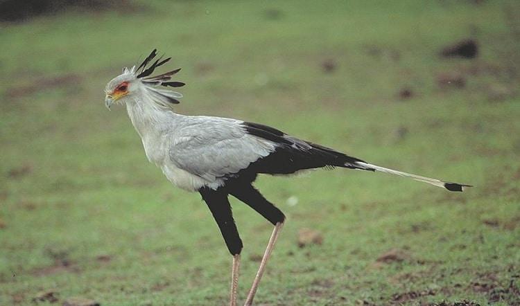 Secretary Bird, Burung Asli Afrika yang Seperti Sosok Sekretaris Zaman Dulu