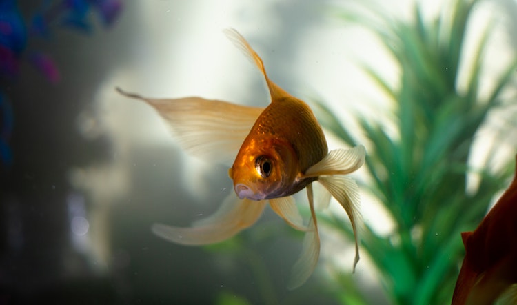 Teknologi Baru Mengubah Industri Perikanan: Aquaponics di Laut