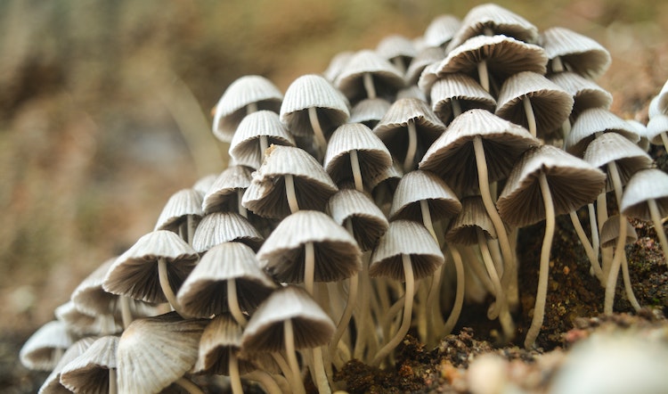 Tidur Jamur (Fungus Sleep): Siklus Tidur Beberapa Jamur yang Mirip dengan Manusia
