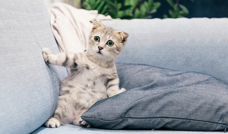Bagaimana Kepribadian Kucing Mempengaruhi Hubungan dengan Pemiliknya?