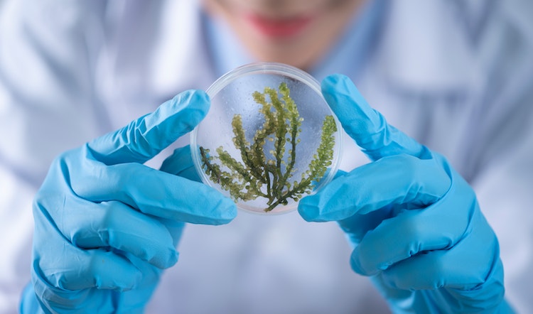 Sejarah dan Relevansi Biologi: Memahami Asal Mula dan Pentingnya Ilmu Hayati