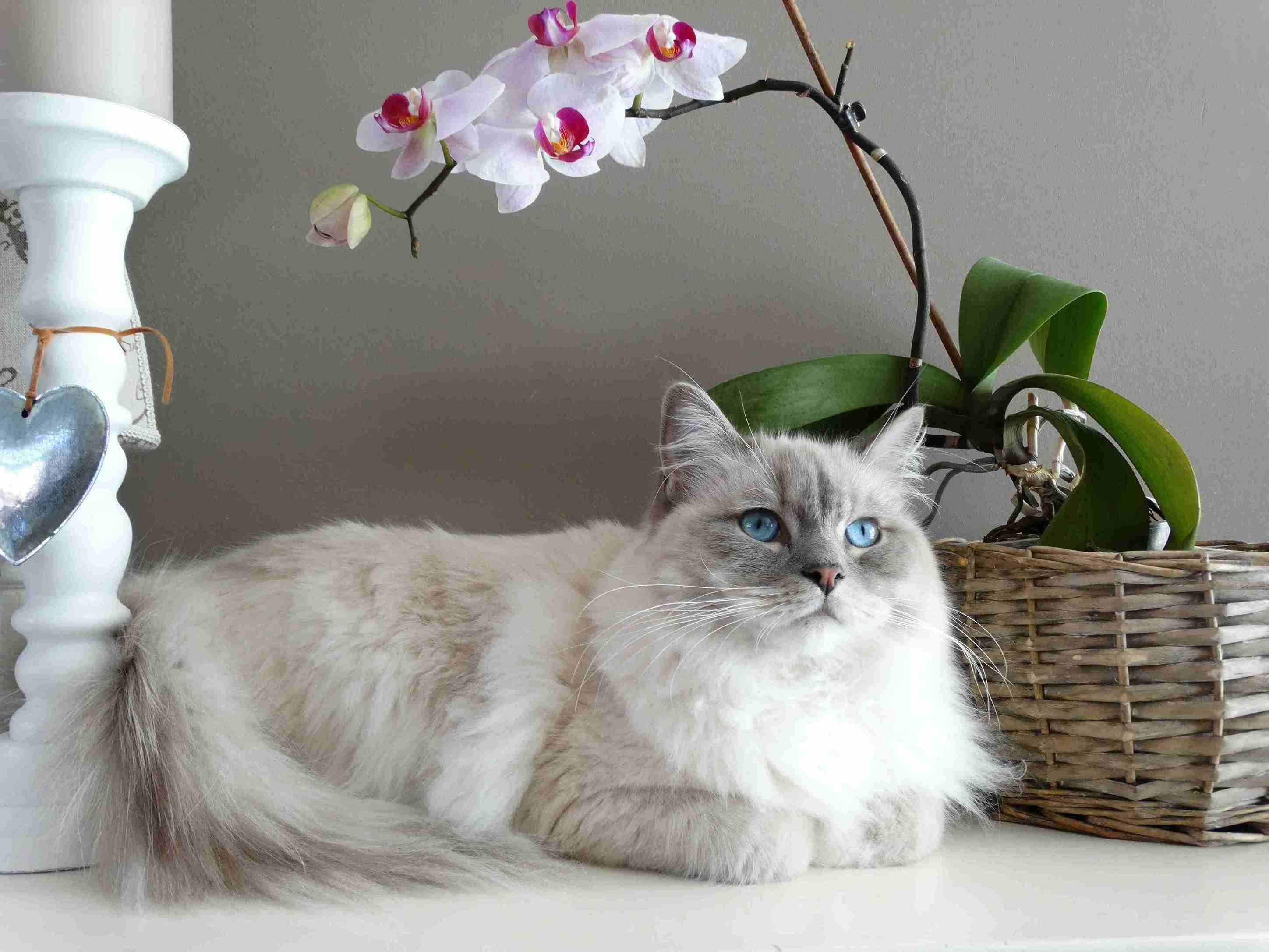 Kucing Anggora dan Persia: Apa Bedanya? Inilah Ciri-cirinnya