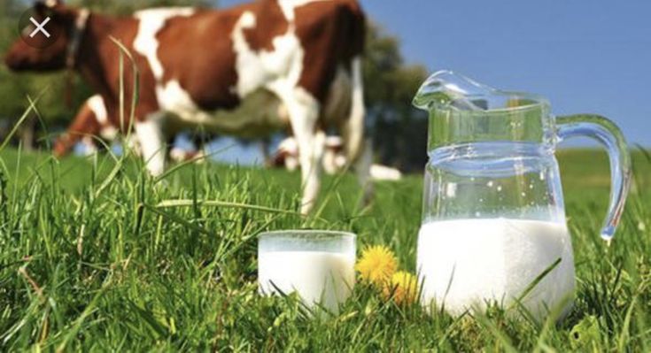 Perbedaan Nutrisi Susu UHT dan Fresh Milk Pasteurisasi Mana yang Lebih Baik